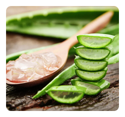 Fresh Aloe Vera Extract