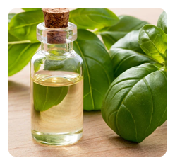 Pure Essential Oils of Basil
