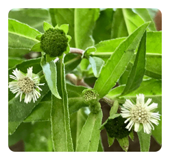  Bhringraj