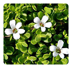 Brahmi