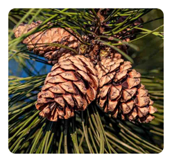 Cedarwood