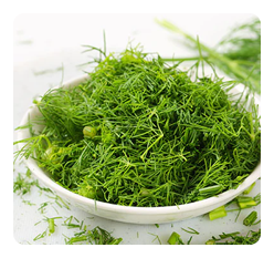 Dill