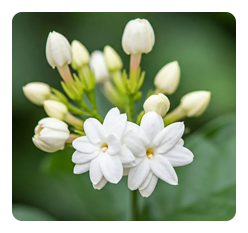 Jasmine