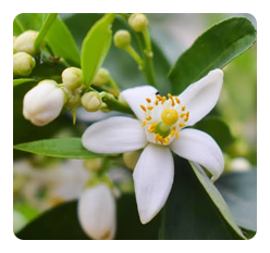 Neroli