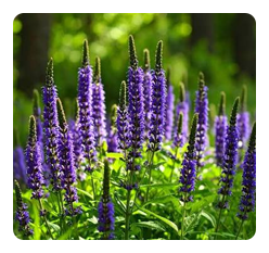 Pure Essential Oils of Patchouli