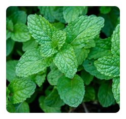 Peppermint
