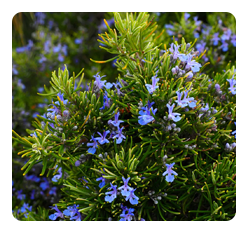 Rosemary