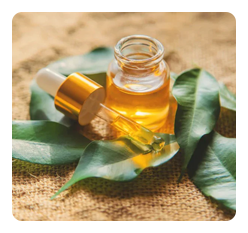 Pure Essential Oils of Tea Tree